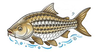 Jullien's Golden Carp